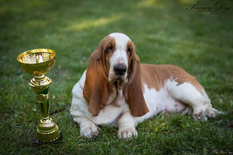 Dudi's Dream Babette Went Around the World