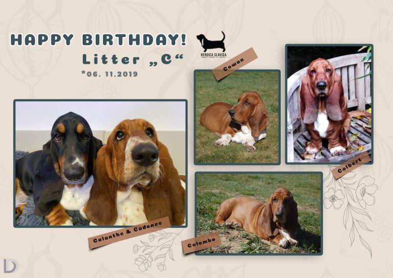 Birthday litter C